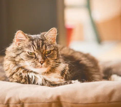 Old cat sitting on cat bed